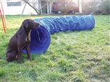 Dog Agility Chute (8ft) and Tunnel (3ft) - Pacific Play Tents
